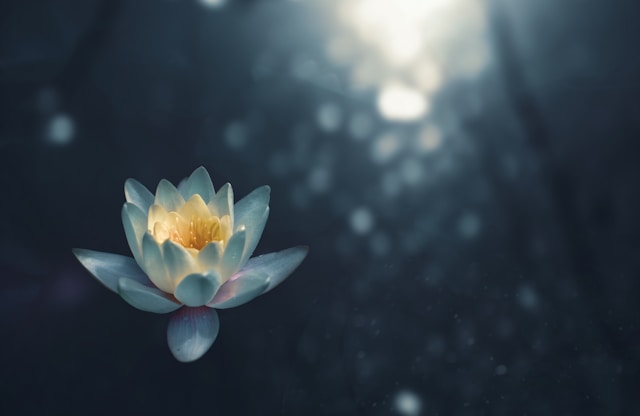 Therapies and wellness